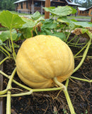 Backyard garden grown with Sigma